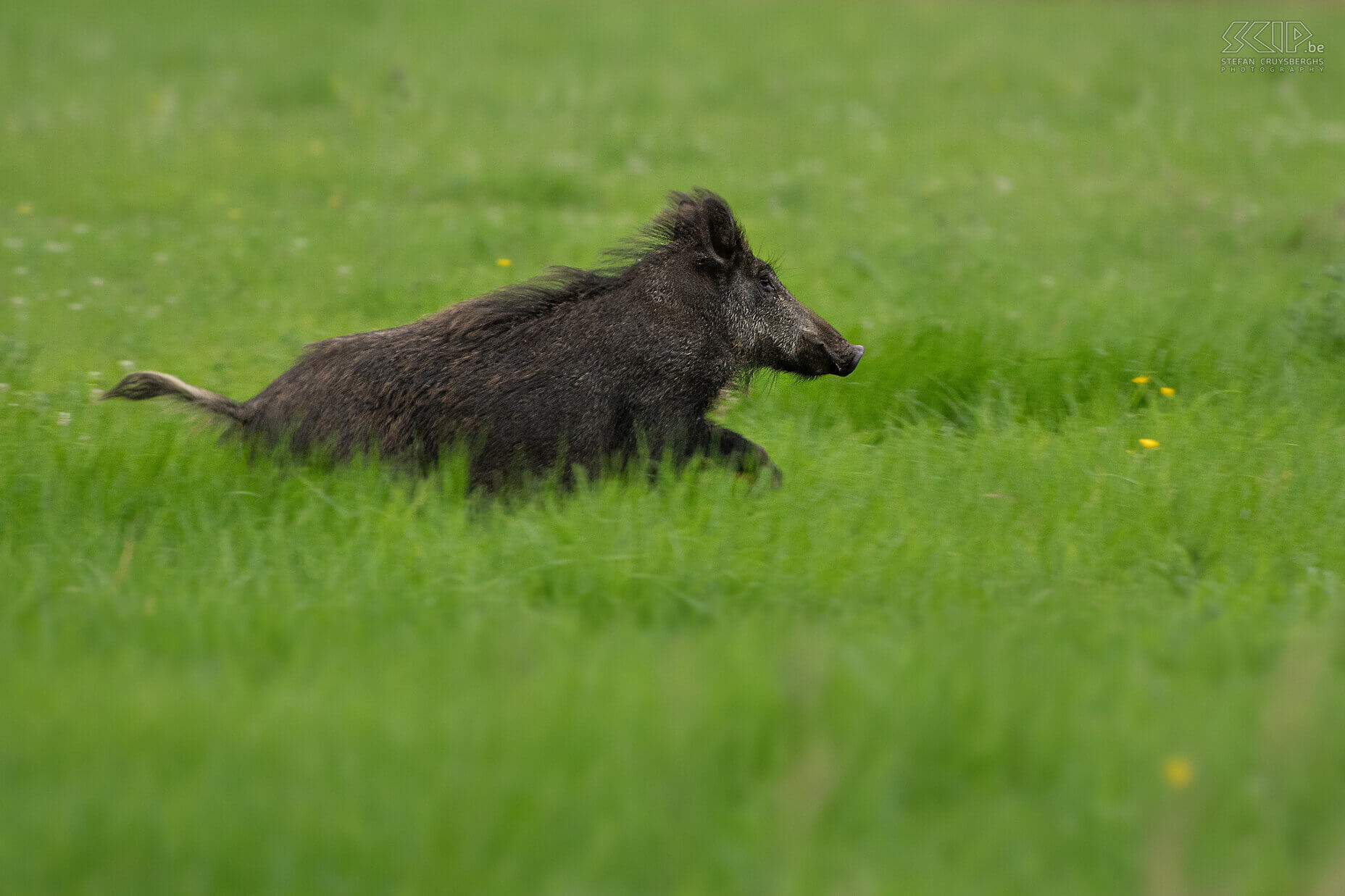 Wegvluchtend everzwijn Volwassen everzwijn wegvluchtend door het veld. Volwassen evers wegen tussen de 60 en 100kg.  Het zijn omnivoren en dus eten ze zowel kastanjes en noten, vruchten, wortels, landbouwgewassen maar ook insecten zoals regenwormen en slakken, muizen, kikkers, ... Stefan Cruysberghs